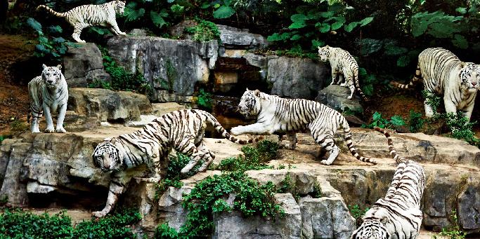 【長隆野生動物園一天游】暢游動物世界，休閑之旅